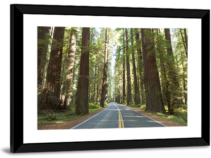 Giants Avenue Redwood Forest Road Wall Art