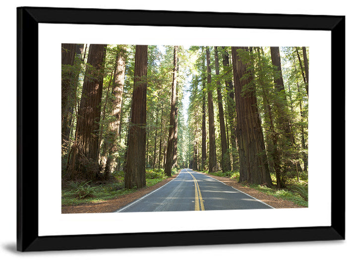 Giants Avenue Redwood Forest Road Wall Art as a framed print