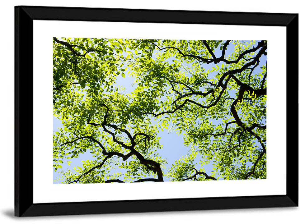 Sunlit Tree Canopy Wall Art