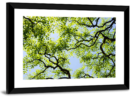 Sunlit Tree Canopy Wall Art