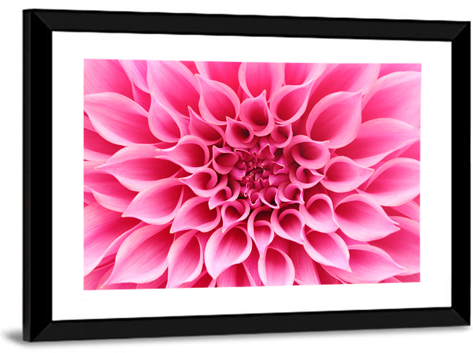 Pink Dahlia Spiral Close-up Wall Art