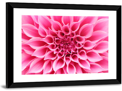 Pink Dahlia Spiral Close-up Wall Art