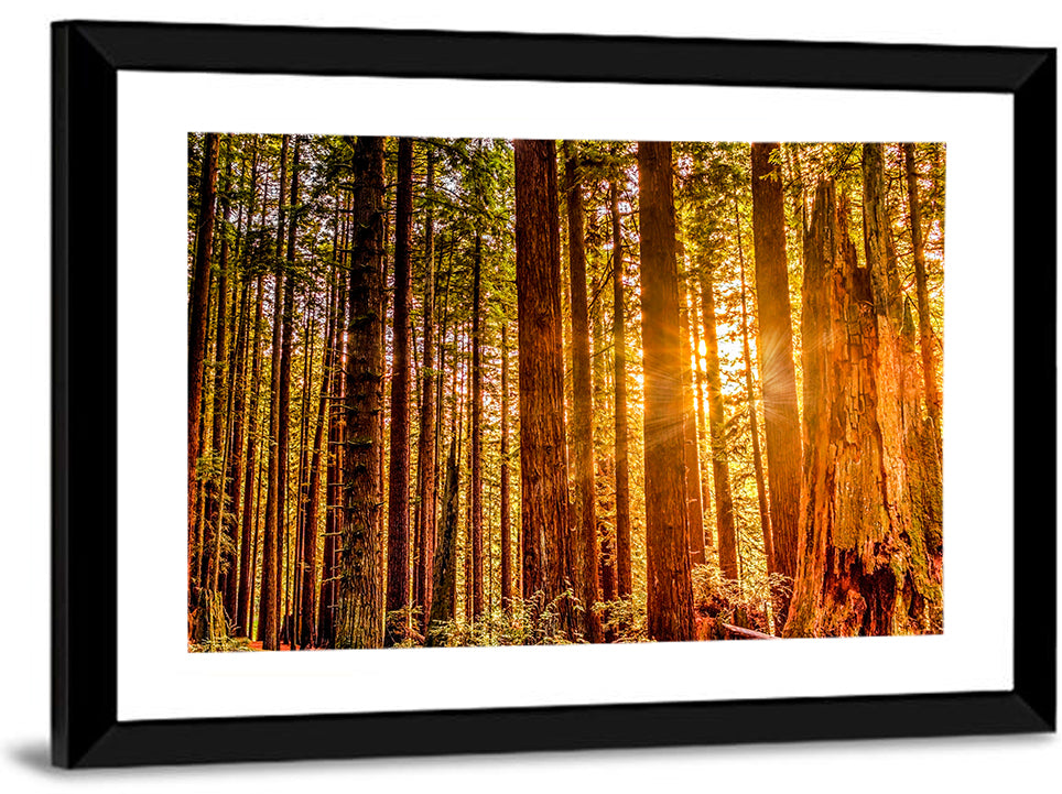 Golden Hour Redwood Sunburst Wall Art