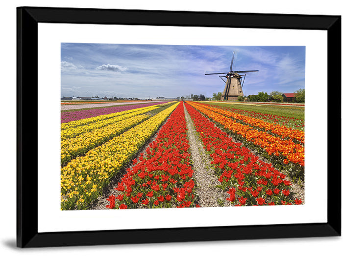 Spring Tulip Fields with Dutch Windmill Wall Art as a framed print