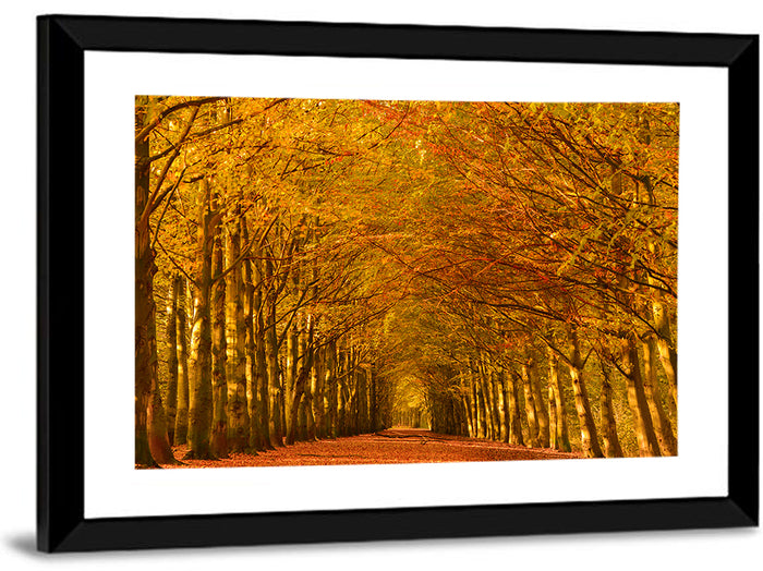 Golden Beech Tree Tunnel in Autumn Wall Art as a framed print