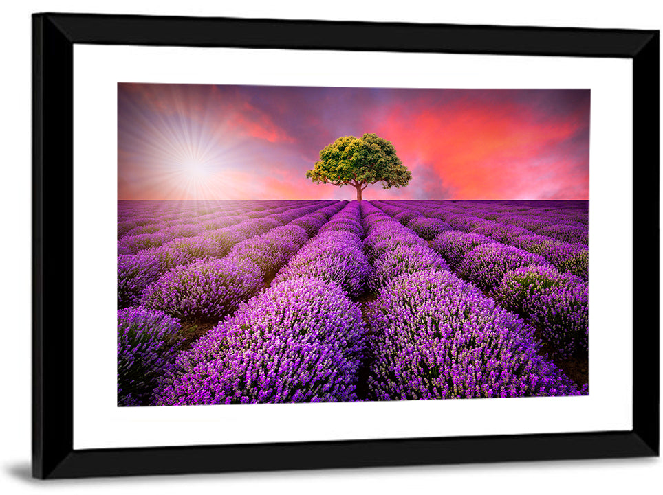 Sunset Over Lavender Fields Wall Art