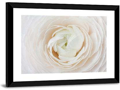 Peach Ranunculus Macro Bloom Wall Art