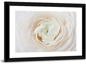 Peach Ranunculus Floral Wall Art