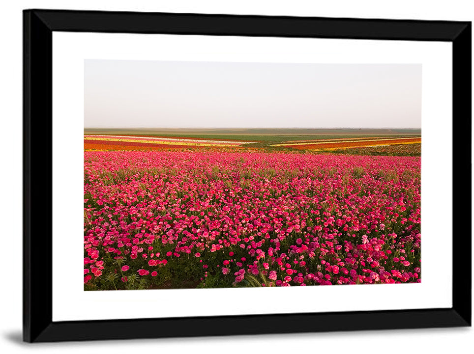 Pink Ranunculus Flower Field Wall Art