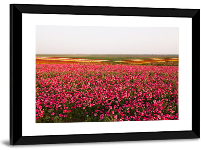 Pink Ranunculus Flower Field Wall Art as a framed print