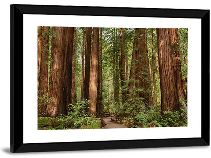 Muir Woods Redwood Trail Wall Art