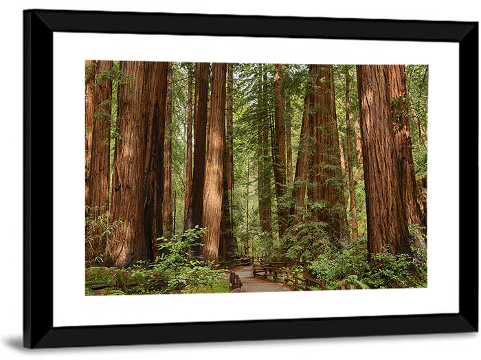 Muir Woods Redwood Trail Wall Art as a framed print