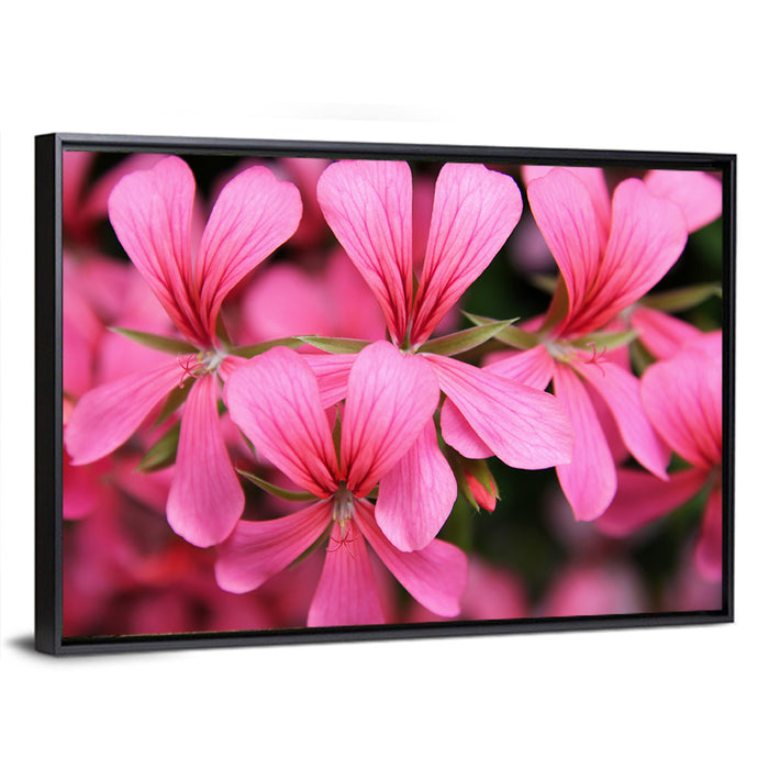 Pink Geranium Close Up Wall Art as a framed canvas