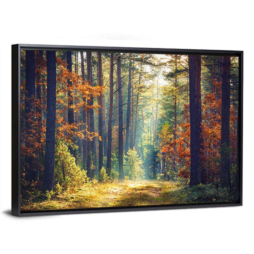 Sunlit Autumn Pine Forest Wall Art