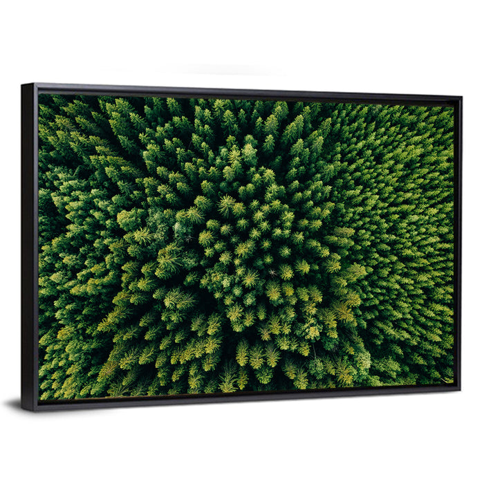 Aerial Conifer Canopy Wall Art as a framed canvas