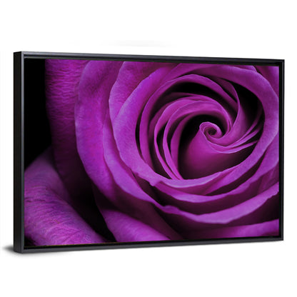 Purple Rose Close-up Wall Art