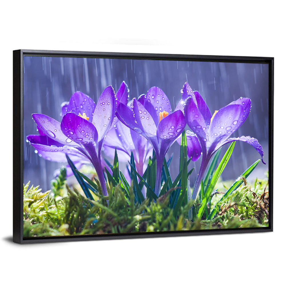 Rainy Purple Crocuses Wall Art
