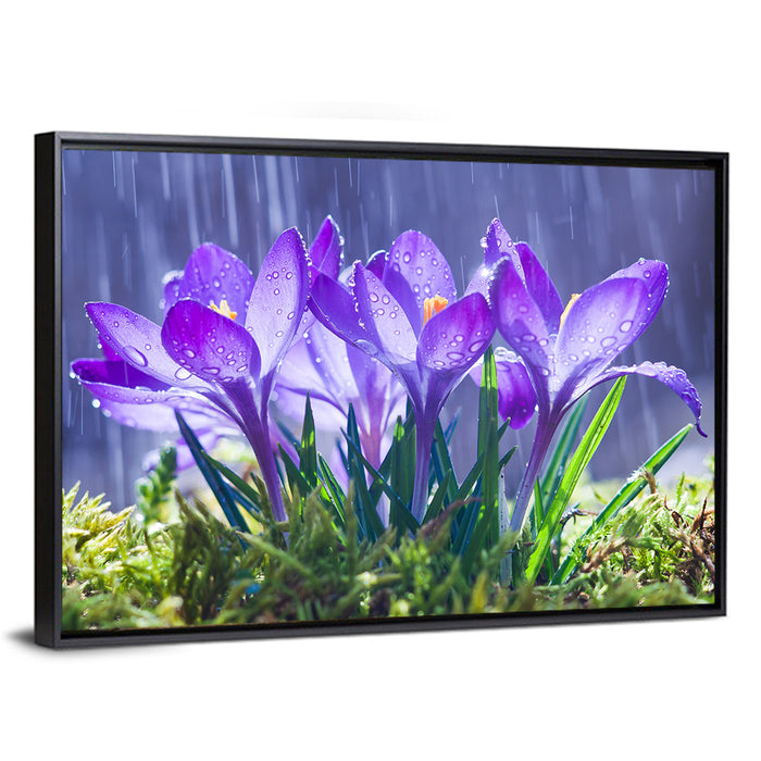Rainy Purple Crocuses Wall Art as a framed canvas