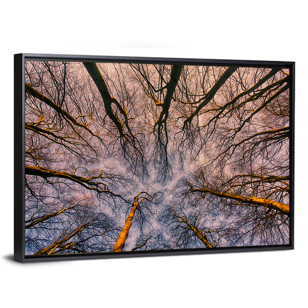 Misty Forest Canopy Wall Art