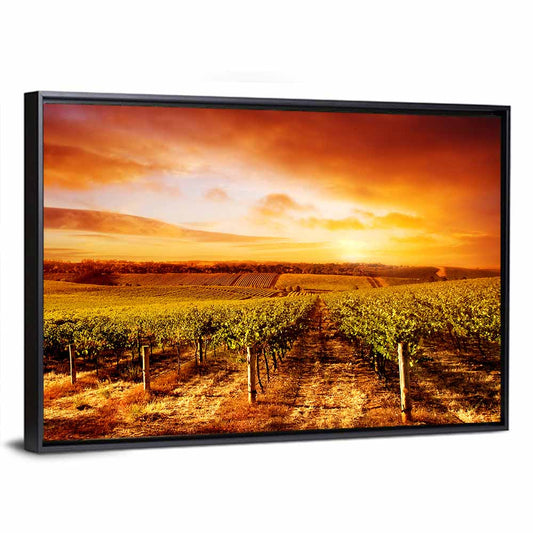 Australian Vineyard Sunset Wall Art