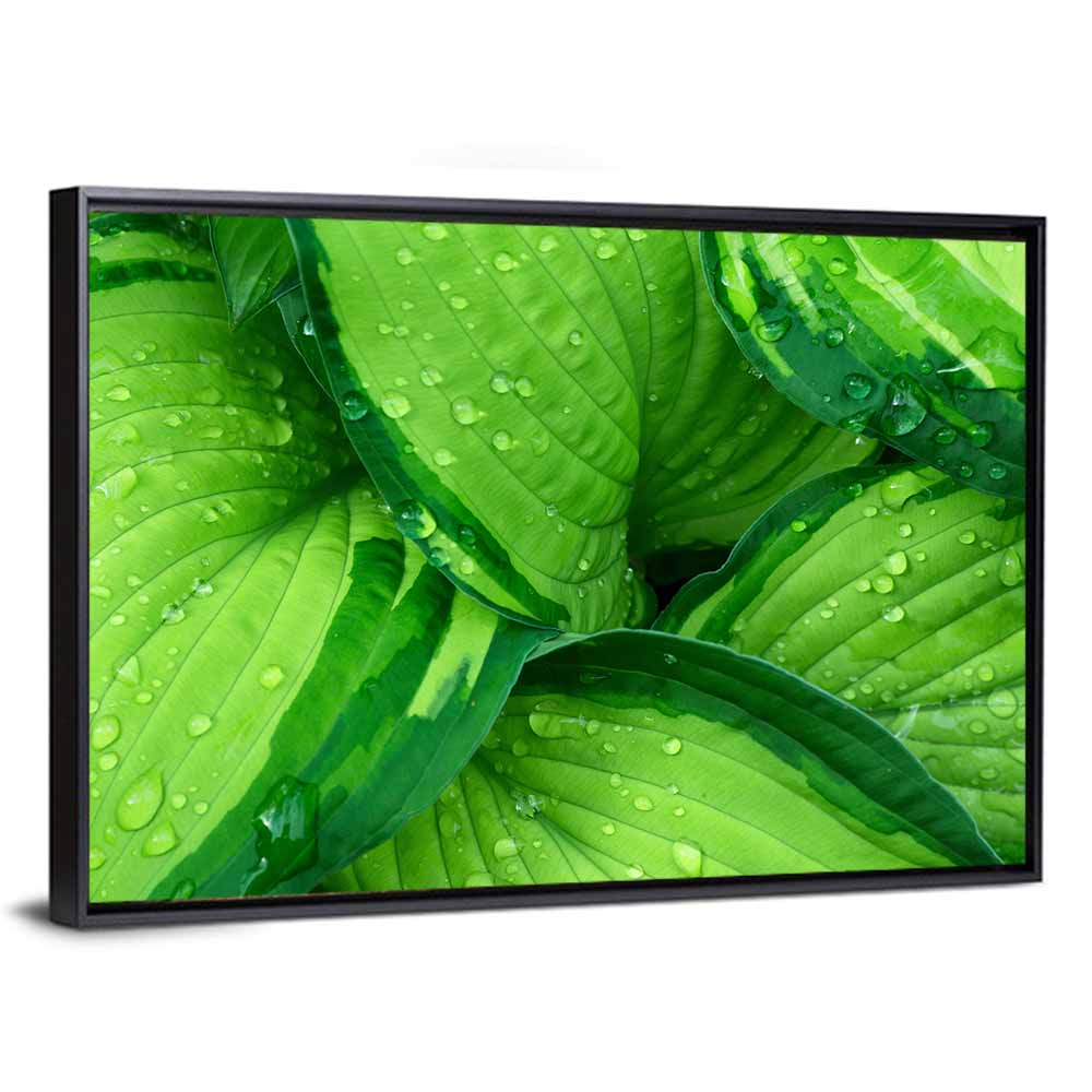 Dewy Hosta Leaves Wall Art