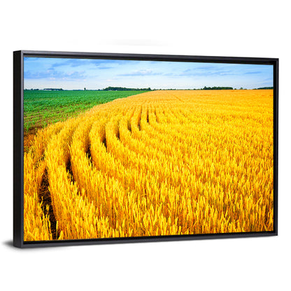 Summer Wheat Field with Curved Paths Wall Art