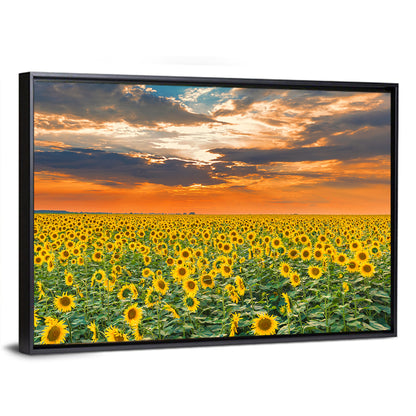 Golden Hour Sunflower Field Wall Art