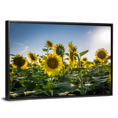 Backlit Sunflower Field Wall Art
