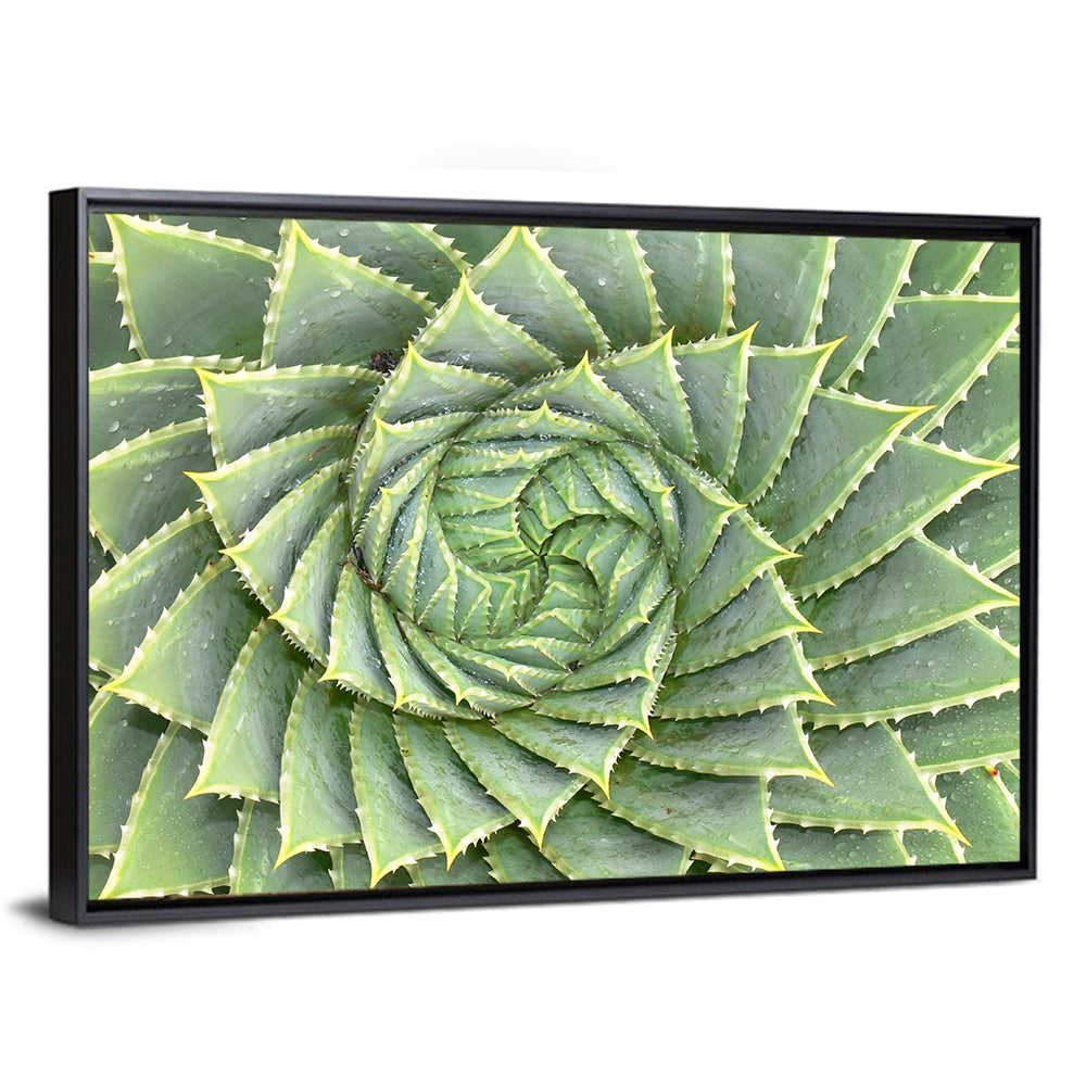 Spiral Aloe Close-up Wall Art