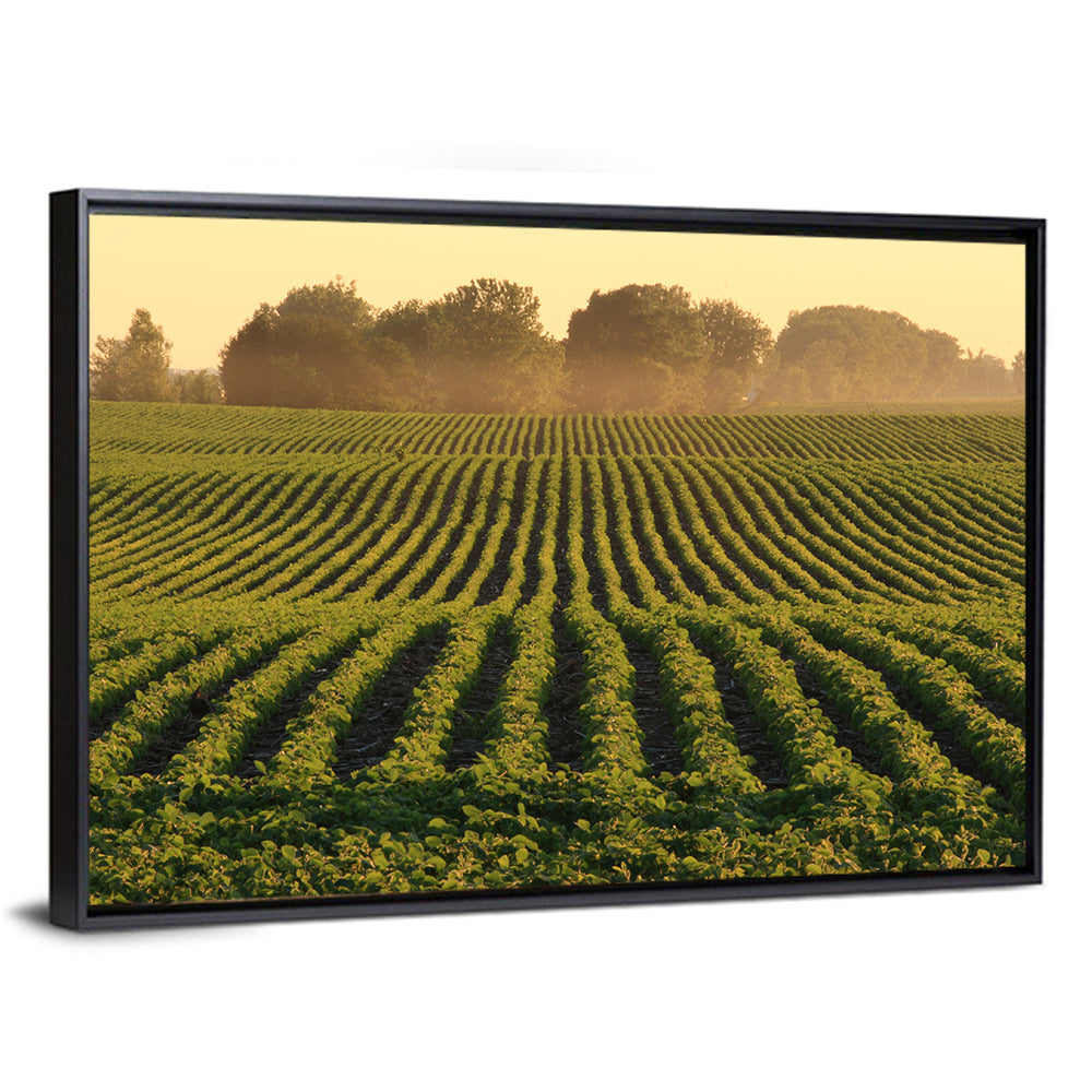 Misty Soybean Field at Dusk Wall Art