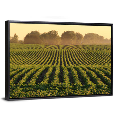 Misty Soybean Field at Dusk Wall Art