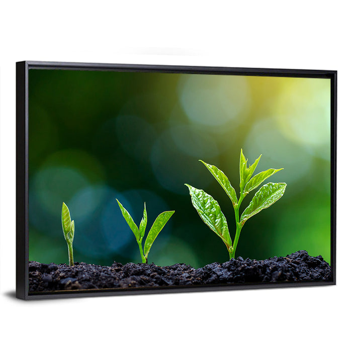 Seedling Growth Stages Wall Art as a framed canvas