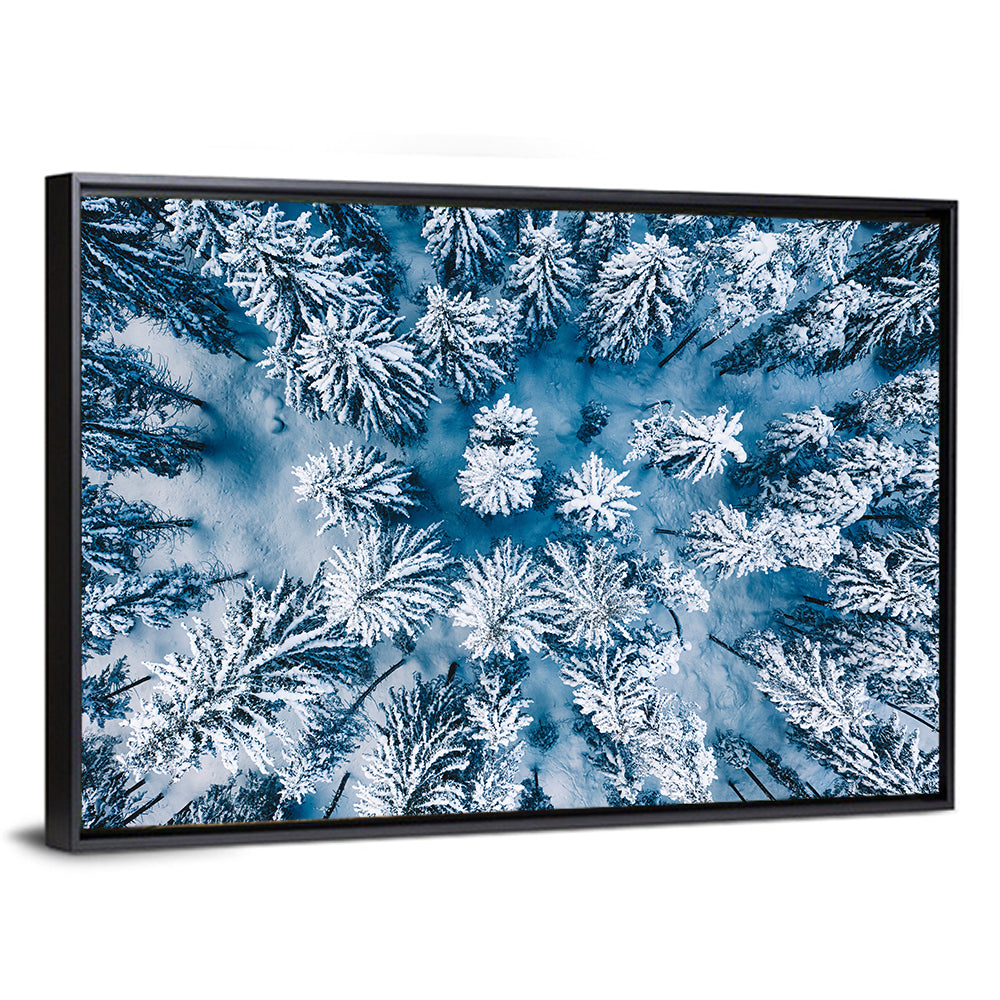 Aerial Snowy Evergreen Canopy Wall Art