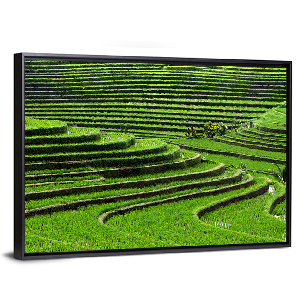 Lush Rice Terraces Wall Art