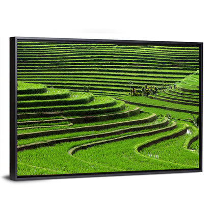 Lush Rice Terraces Wall Art