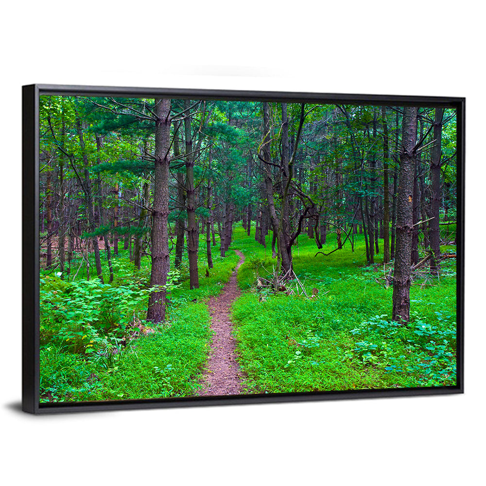 Lush Virginia Forest Trail Wall Art