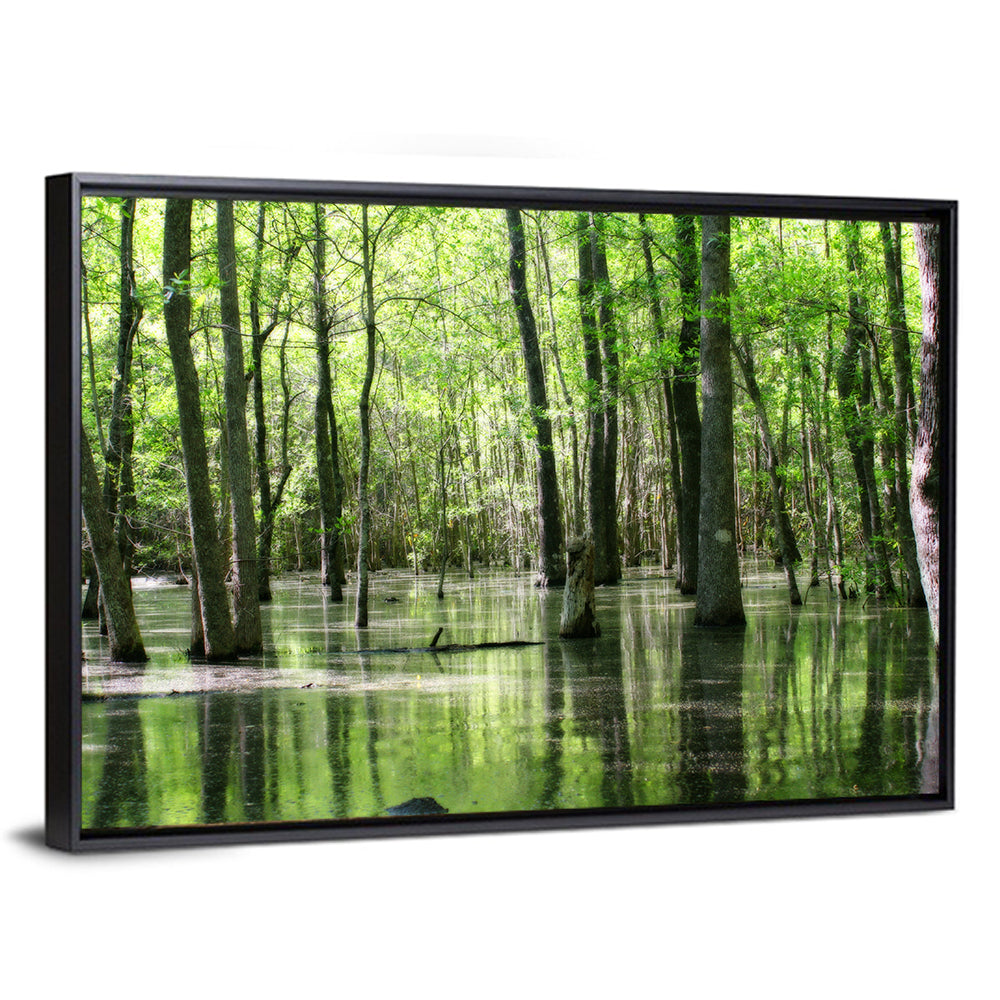 Sunlit Swamp Forest Wall Art