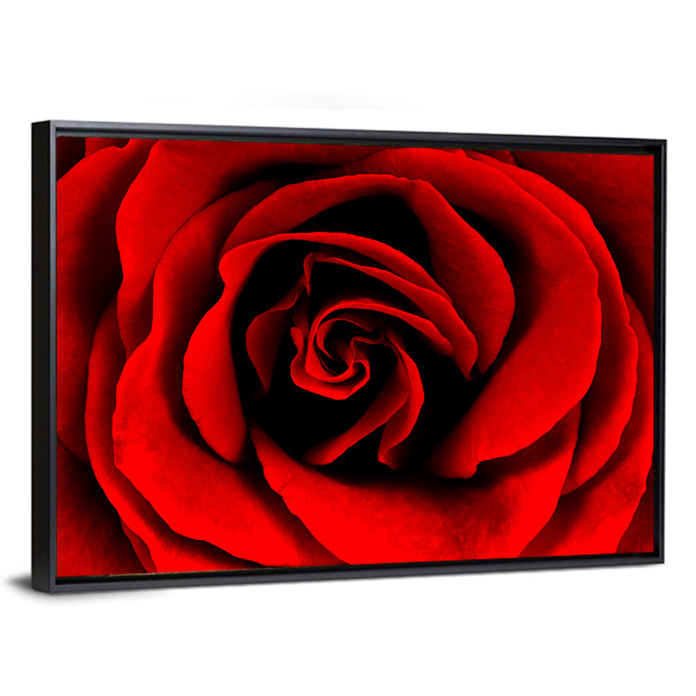 Velvety Red Rose Close-up Wall Art