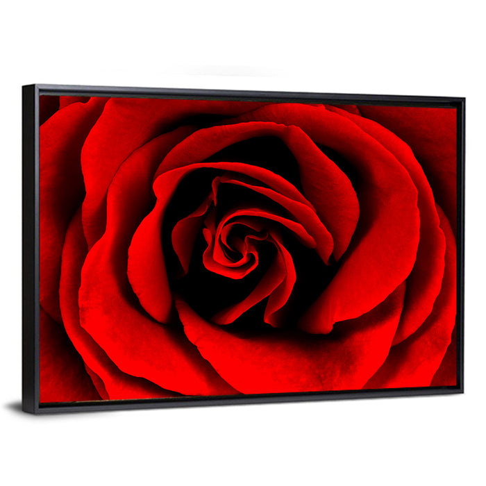 Velvety Red Rose Close-up Wall Art as a framed canvas