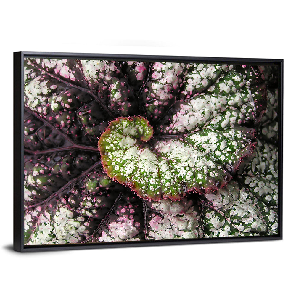 Begonia Leaf Spiral Geometry Wall Art