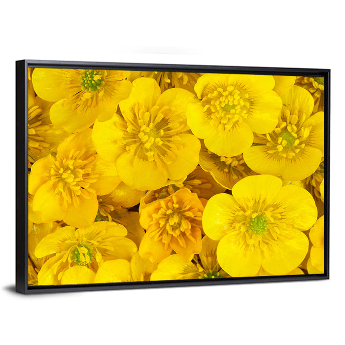 Yellow Buttercup Close-up Wall Art as a framed canvas