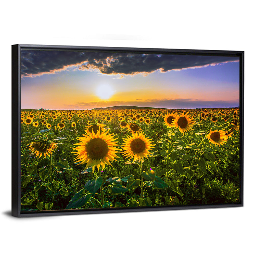 Sunflower Field at Golden Hour Wall Art