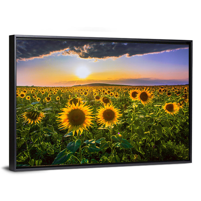 Sunflower Field at Golden Hour Wall Art as a framed canvas