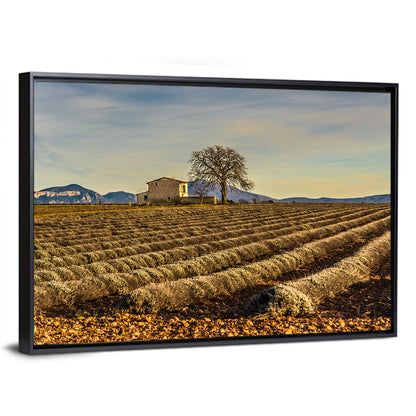 Rustic Provence Lavender Rows at Golden Hour Wall Art