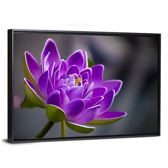 Purple Water Lily Close-up Wall Art as a framed canvas