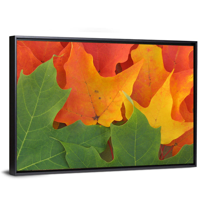 Autumn Maple Leaves Wall Art as a framed canvas