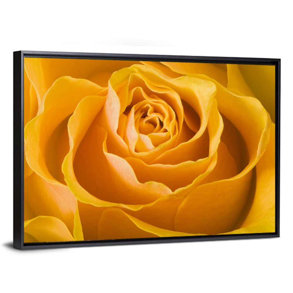 Yellow Rose Close-up Wall Art