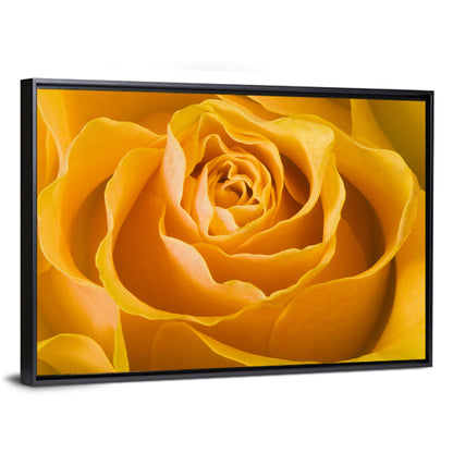 Yellow Rose Close-up Wall Art