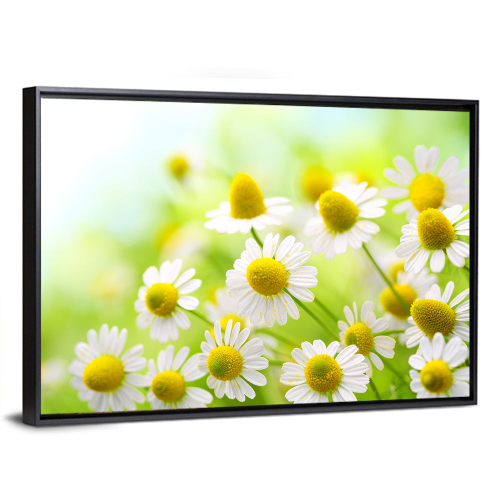 Chamomile Close-up Wall Art
