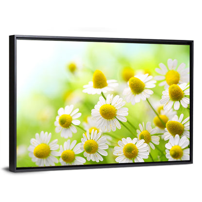 Chamomile Close-up Wall Art